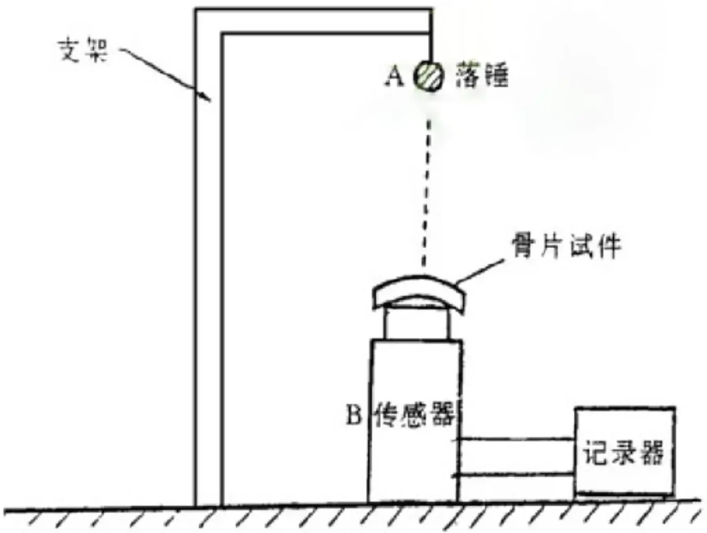 颅骨修补网板系统抗冲击性能试验模型
