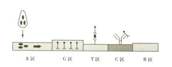 HCG检测试剂（胶体金法）阳性检测原理图