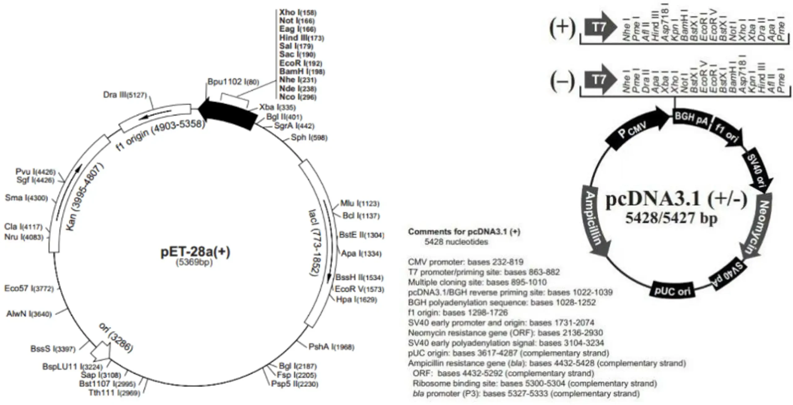 重组人源化胶原蛋白原材料评价图2完整的质粒信息示例