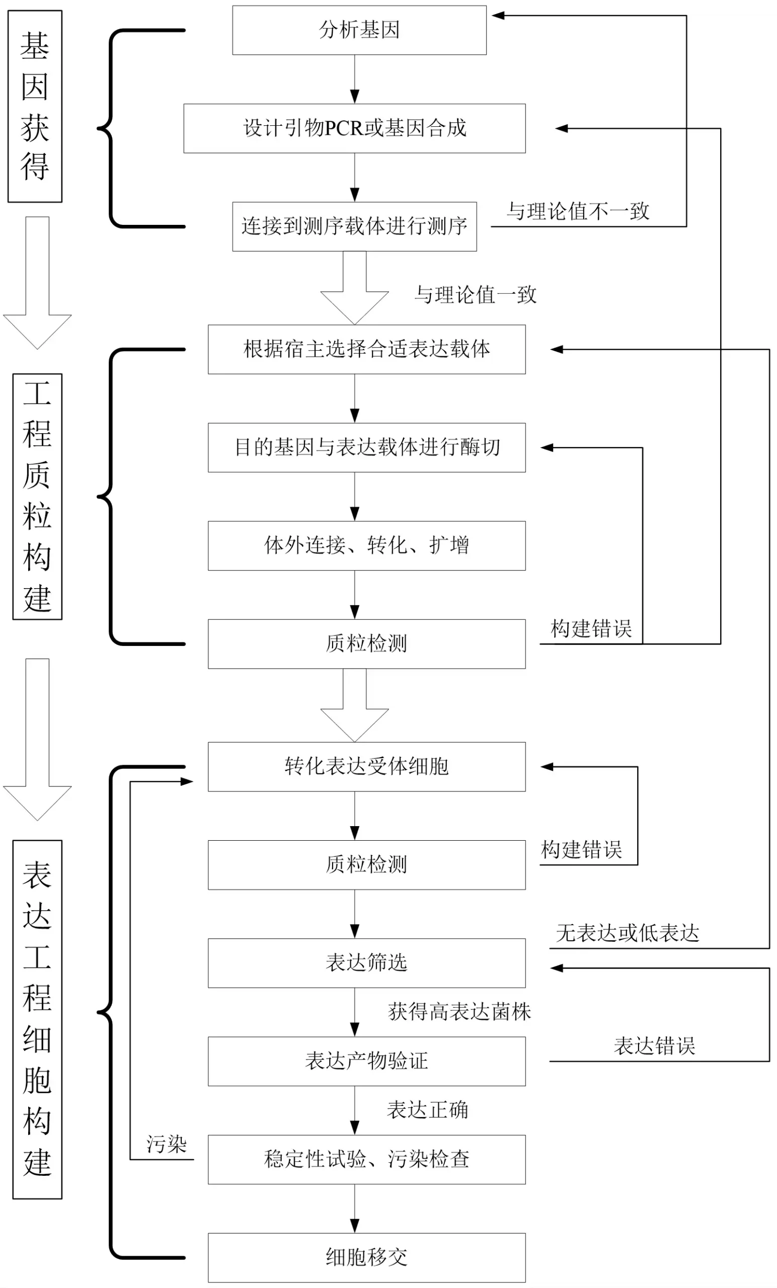 重组人源化胶原蛋白原材料评价图1工程细胞构建一般流程