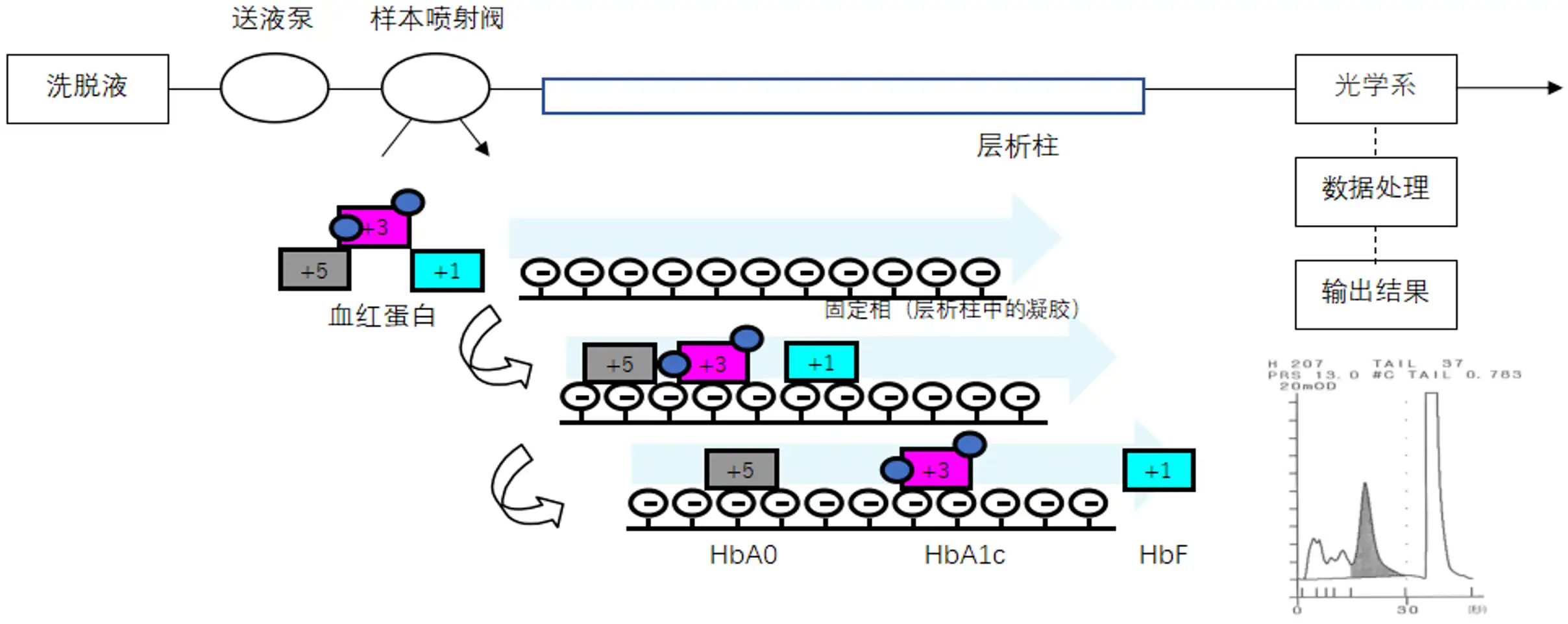 糖化血红蛋白分析仪注册审查离子交换色谱法工作原理图