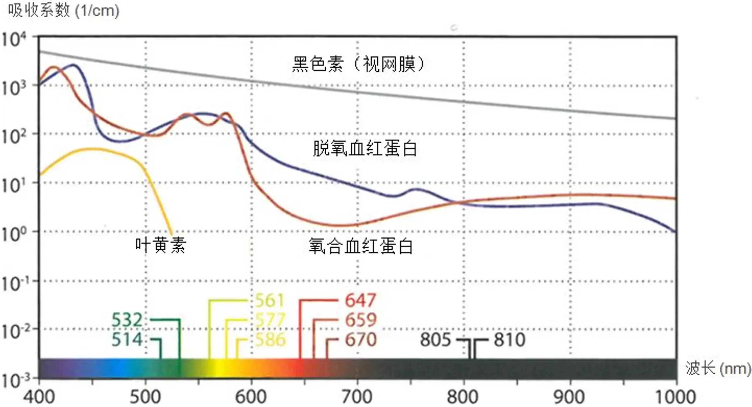 眼科激光光凝机注册审查激光与色素组织的吸收特性